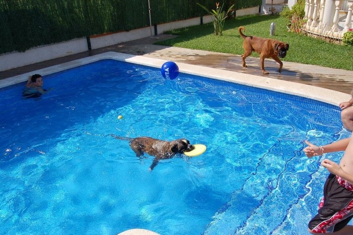 Unsere Hunde gehen auch mal in den Pool