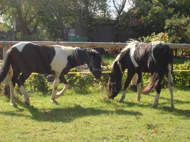 Amigo und Alegro