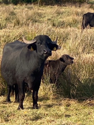 Im Moor hat ein Landwirt seine Wasserbüffel im Sommer laufen