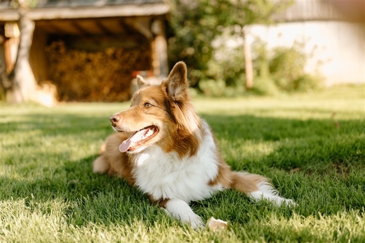 Sidney der Haushund