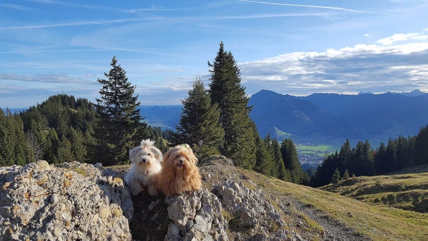 Wandern mit Ihrem Hund