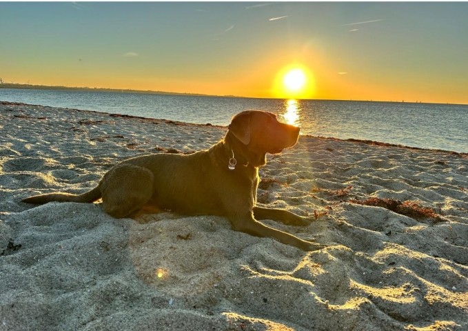 Hundestrand (Weststrand, Naturstrand) 