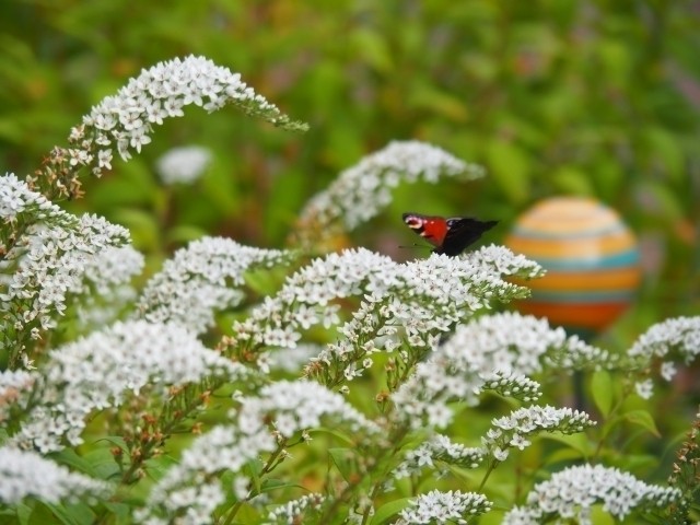 Schmetterlings-Busch