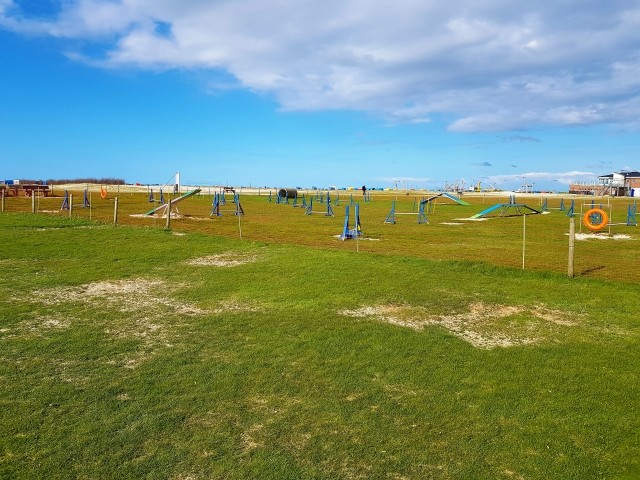 Hunde Agility-Plart