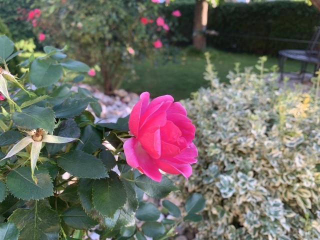 Garten