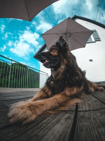 Bis zu 3 Hunde sind herzlich willkommen!