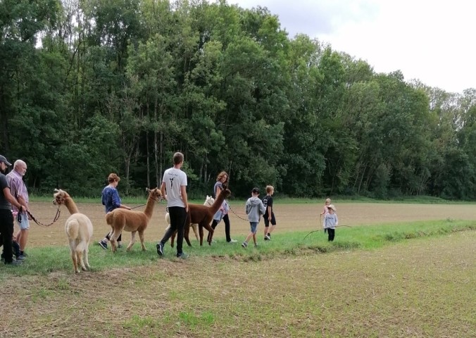 Buchen Sie Alpakawanderungen