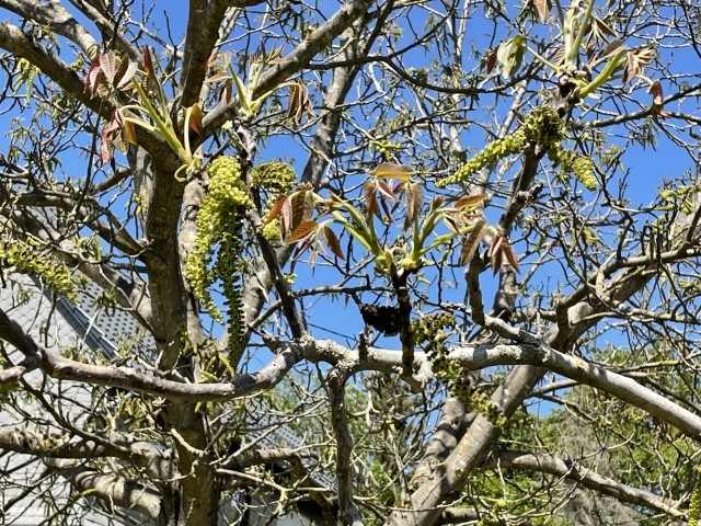 Walnussbaum im Garten