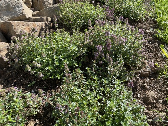 Thymian