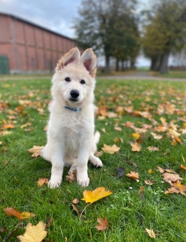 Hofhund Zelda