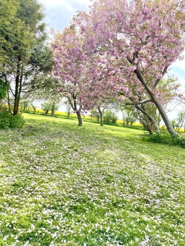 park