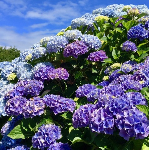 Hortensien
