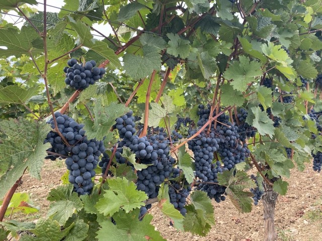 Weinwanderungen und Lehrpfade in der Umgebung