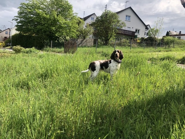 Hunde willkommen