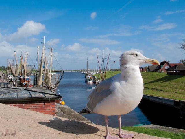 Möwe im Hafen