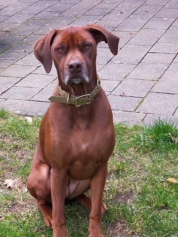 Hundebesuch