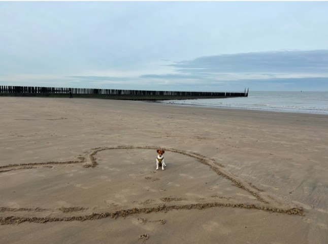Wir lieben Hunde, unser kleiner Peppa liebt die Nordsee