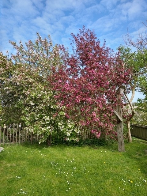 Apfelblüte im Garten
