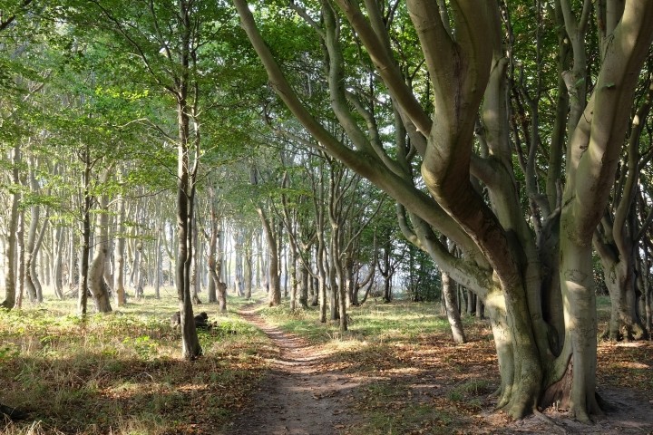 Malerischer Buchenwald nahe dem Feriendorf