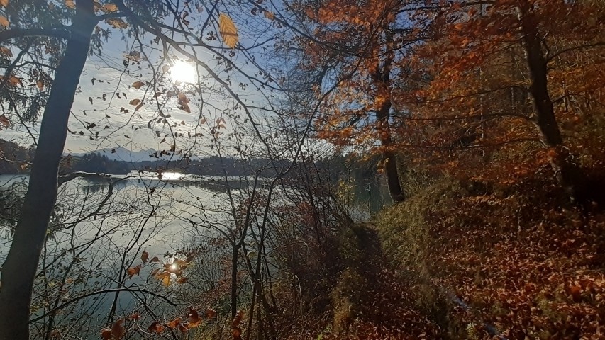 am Forggensee