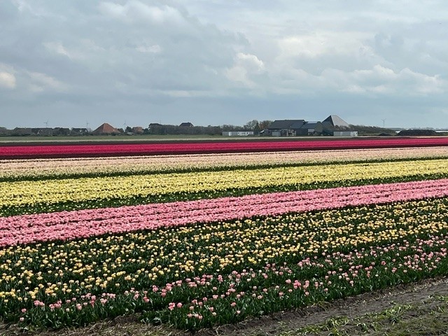 Tulpen