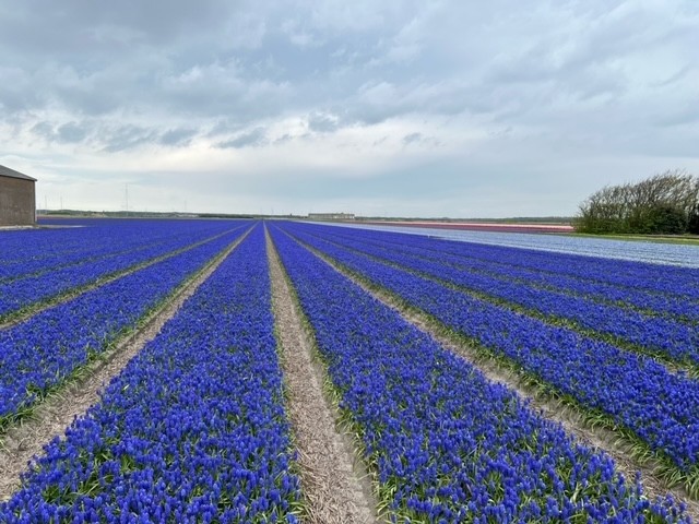 Blumen