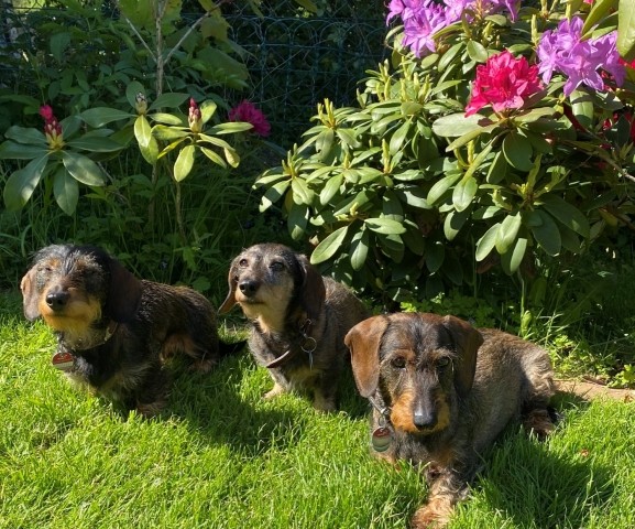 im Garten