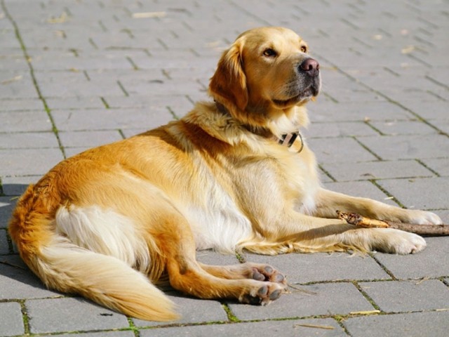 Hofhund Mila