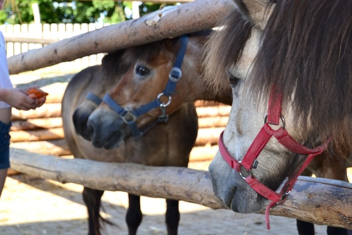 Ponys