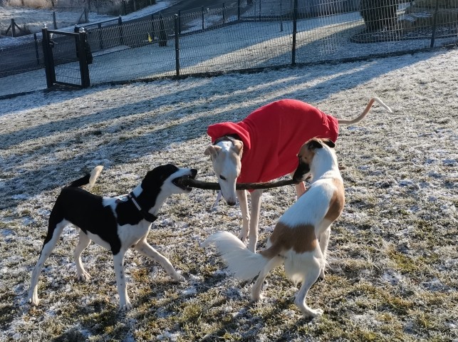 Der Garten zum Toben und Spielen