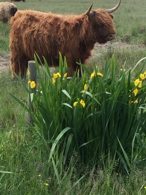 Vorland mit Kuhherde