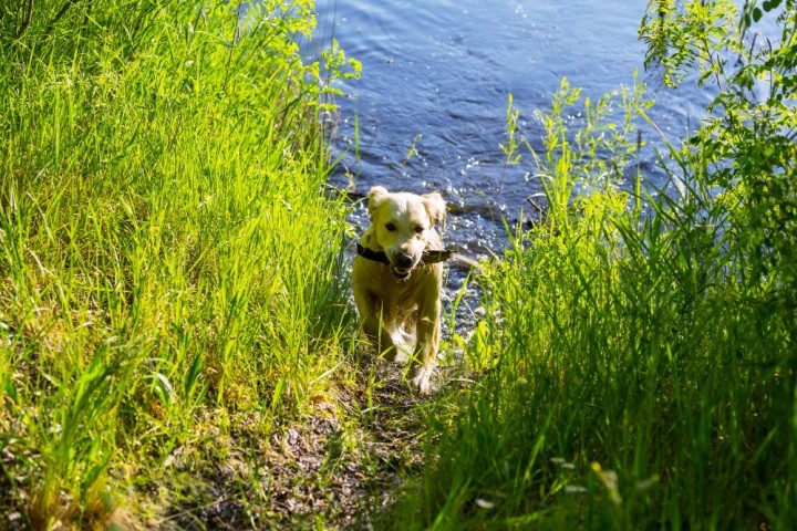 Hund am See