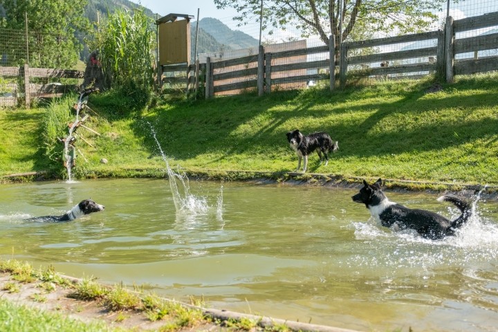 Hundespass im DogCenter