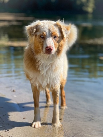 Wasserratten finden genug Möglichkeiten