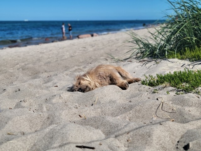 in Rerik gibt es 2 Hundestrände  am Ostseestrand die zu Fuß vom FH erreichbar sind 