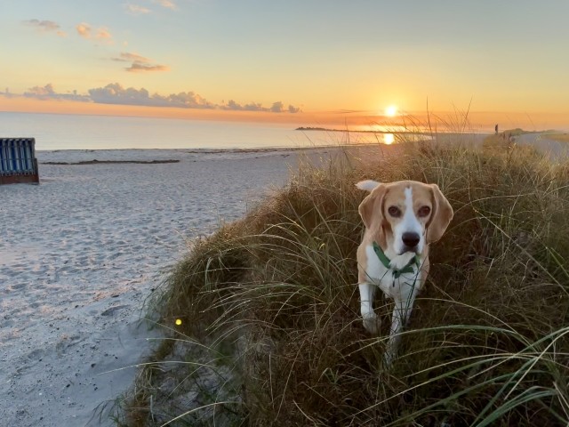 Hundestrand 