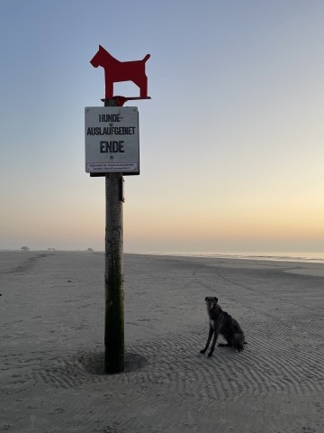 Hundefreilauf in St. Peter-Ording