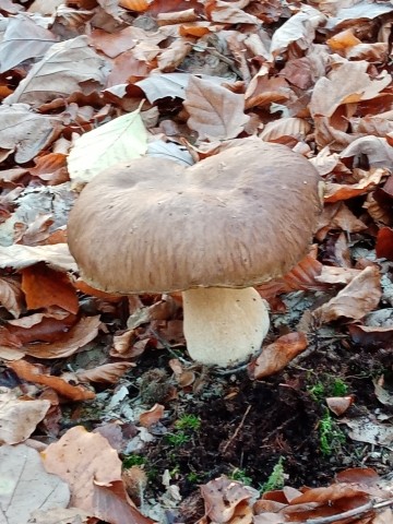 Pilze sammeln 
