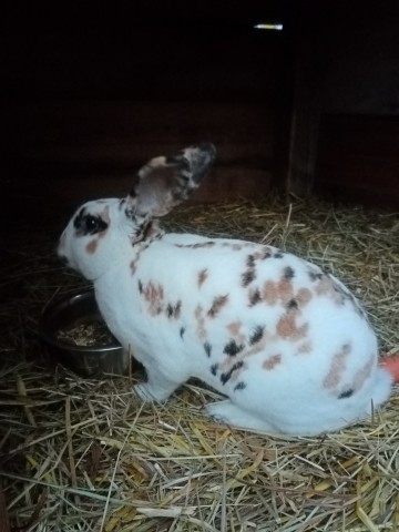 Kaninchen "kleiner Mann"