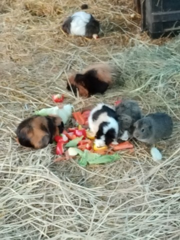 Meerschweinchentruppe