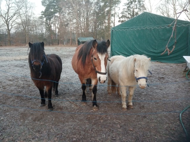 Unsere Ponys
