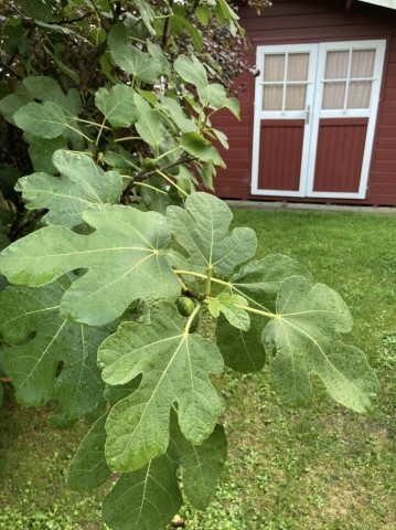 Feigenbaum
