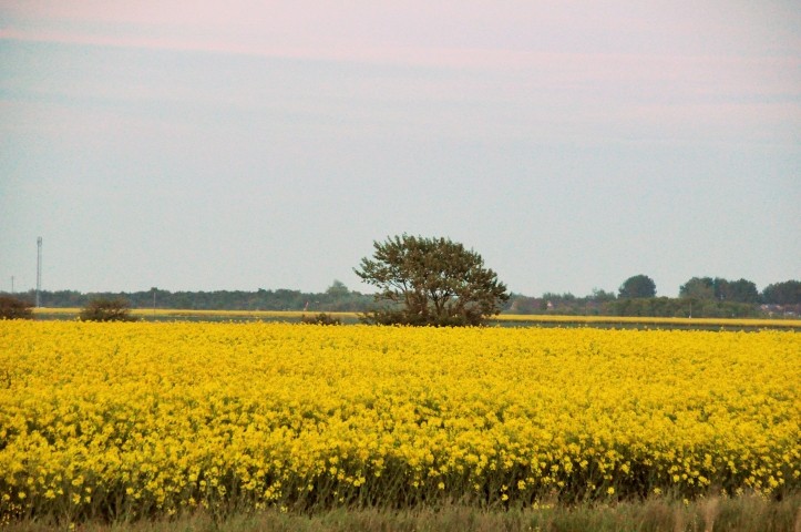 Rapsfeld