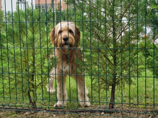 Pareus Beach Resort - der Urlaub auch für Ihren Hund