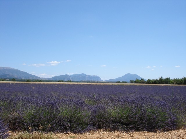 Lavendelfelder