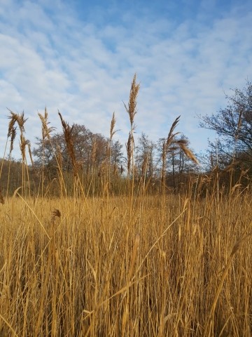 Förde Koje