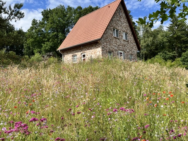 Felsenbirne im Frühling