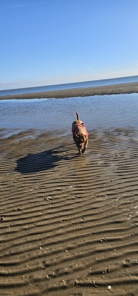 Waddenzee