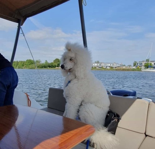Hund mit aufs B oot