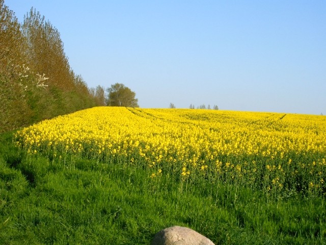 Frühling auf Poel